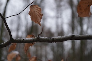 twig and limb