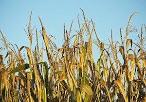 corn harvest