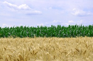 wheat and corn 