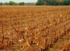 bent corn