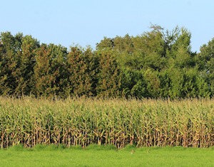 corn at end of summer