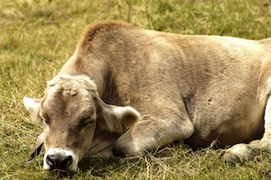 sleeping cow