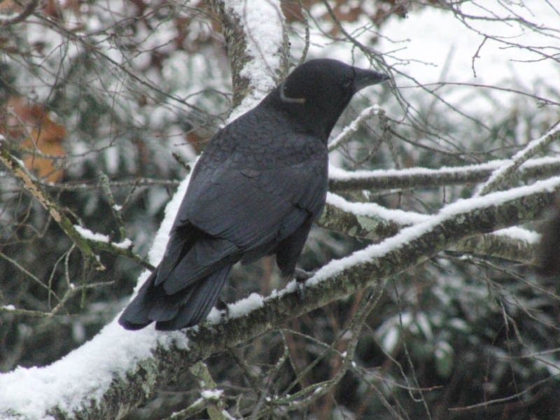 crow snow