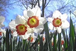 daffodils