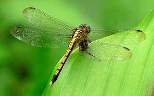 dragonfly