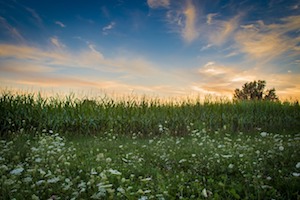 Queen Anne's Lace in meadow