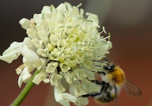 bee on clover