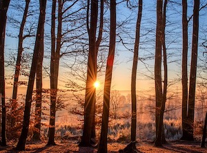 winter trees