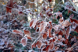 november frost