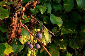 grape vines