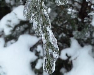 junipers with ice