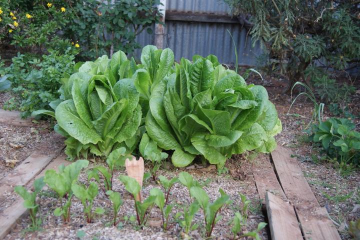 lettuce-beets-garden_full_width.jpg