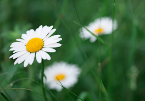 marguerites