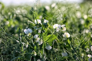 pea tendrils