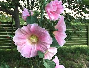 pink hollyhocks