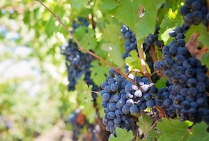 purple grapes on vine