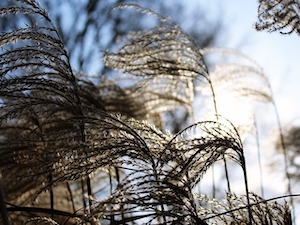 winter reeds