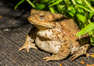 toad