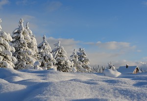 snowy trees