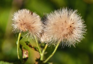 thistle seeds