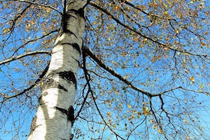 Birch tree