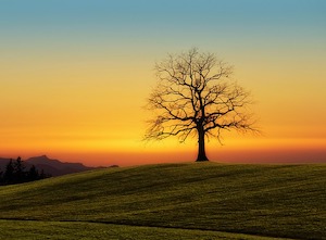 autumn tree