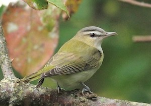 vireo bird