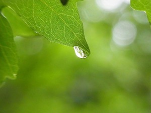 water droplet on leaf