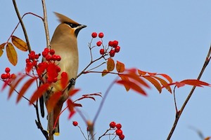 bird in autumn