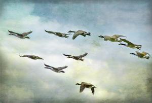 wild geese