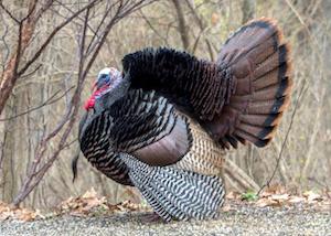 wild turkey