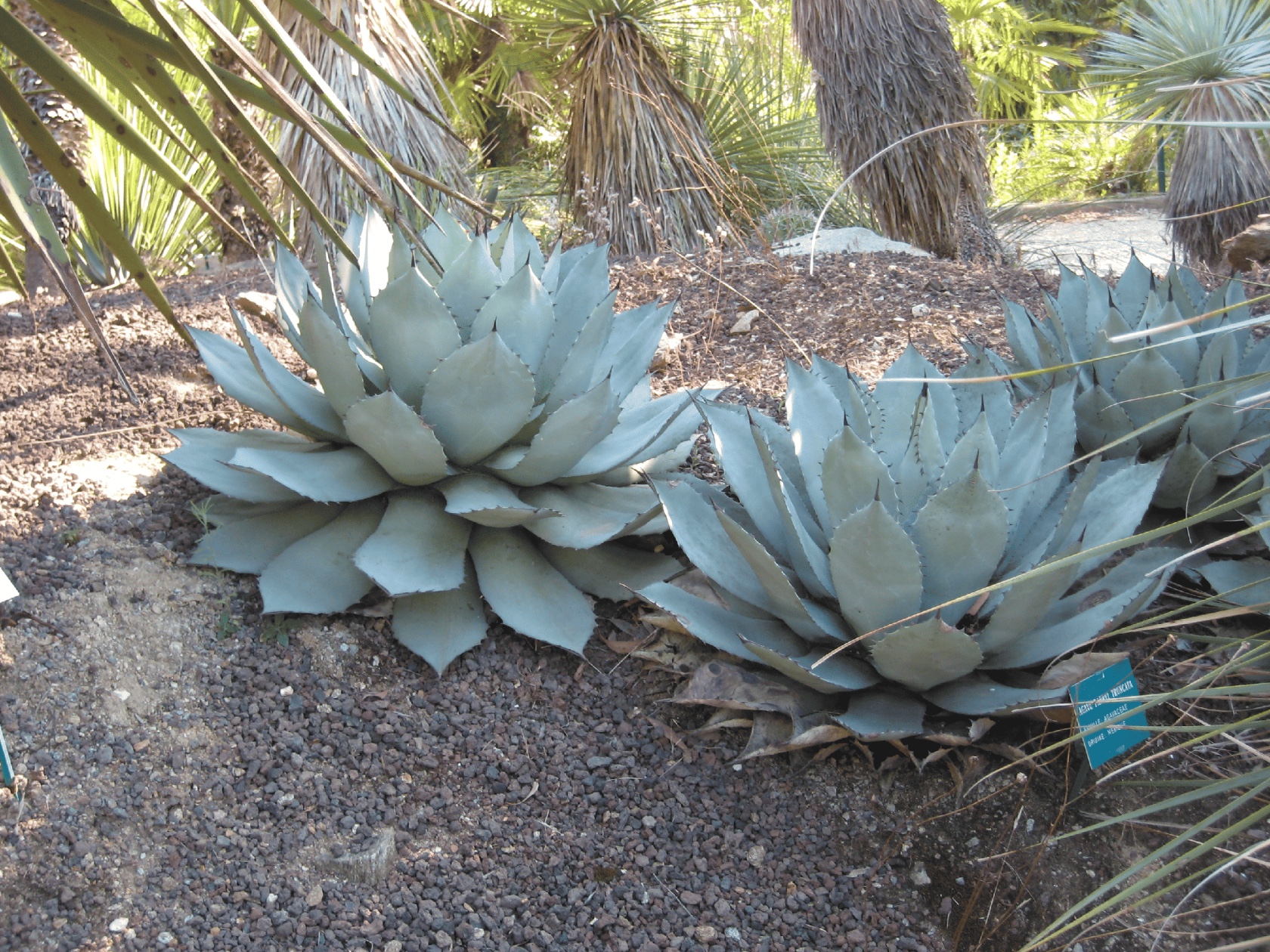 Two small varieties of agave growing from the ground