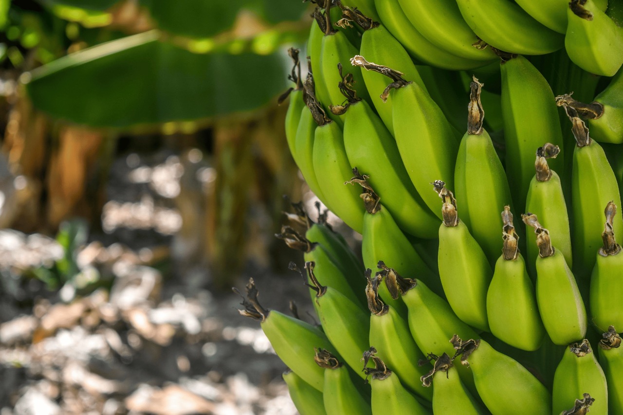 An up close photo of a large bunch of bananas growing