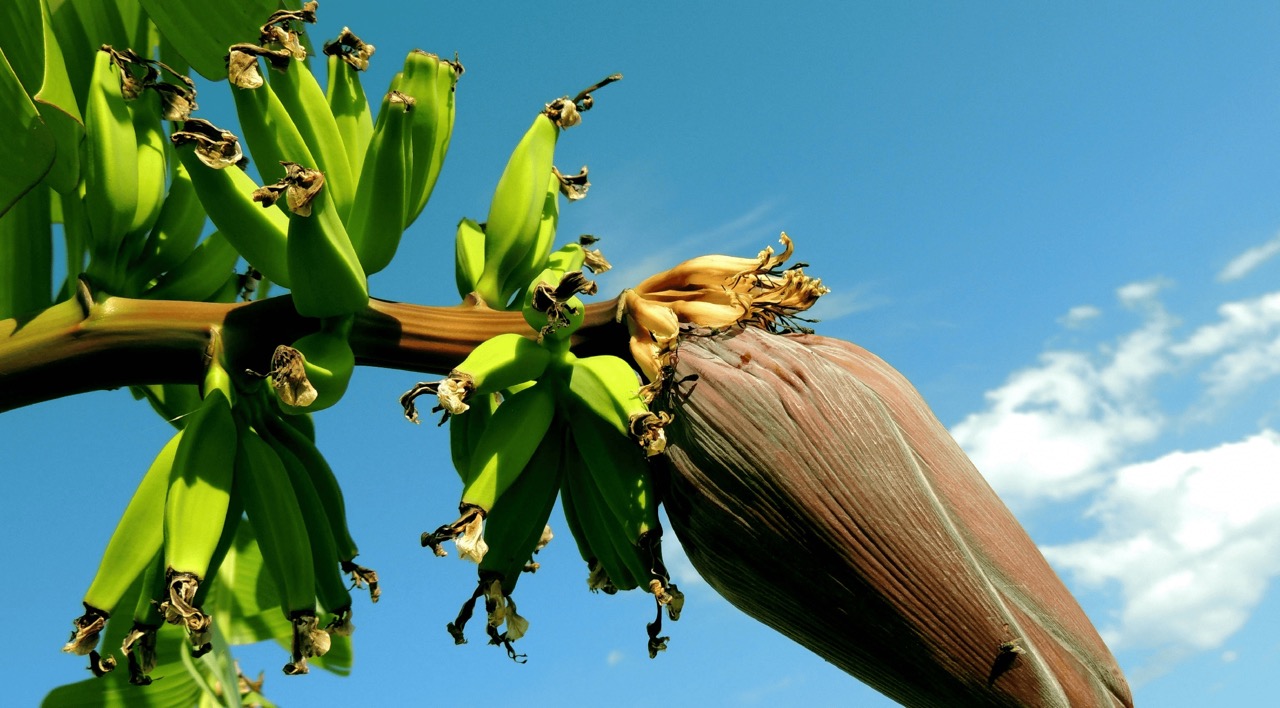 Bananas just started to grow on the woody stem of a banana plant, the bud of the large flower has not yet opened, blue skies in the background