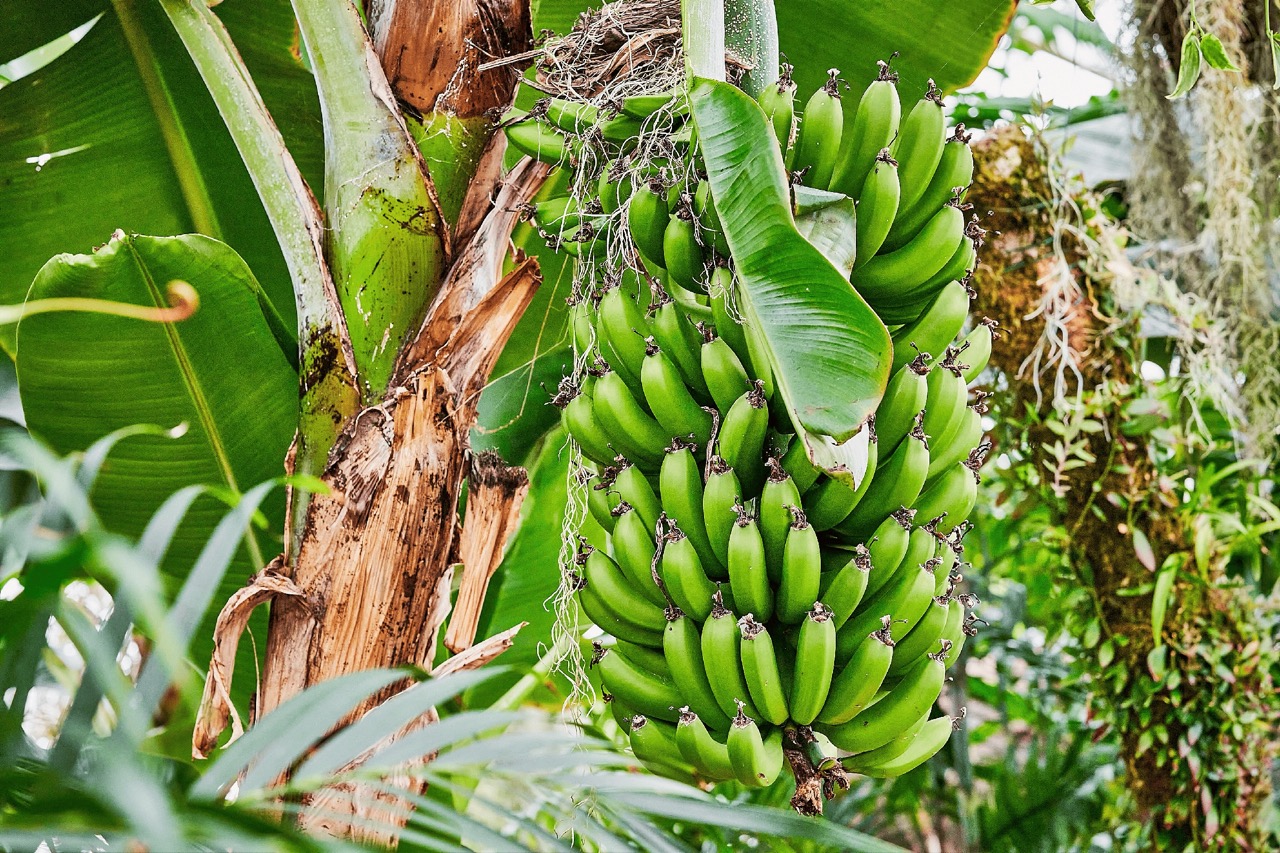 A large bunch of bananas in focus growing on a banana plant, the background is out of focus