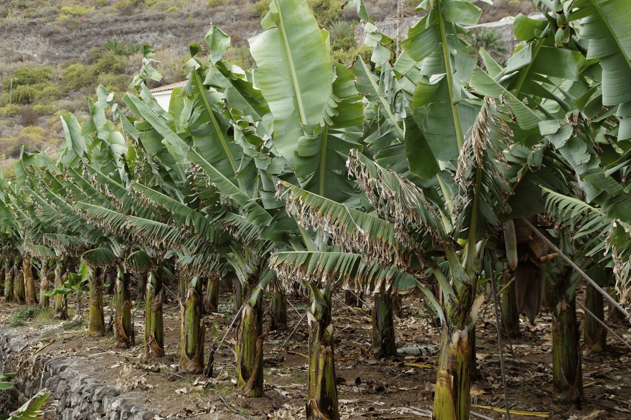 A grove of banana trees growing in straight and organised lines