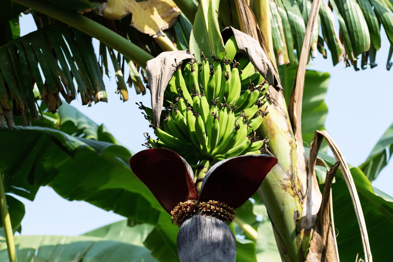 huge bunch of bananas growing from a flowering banana plant