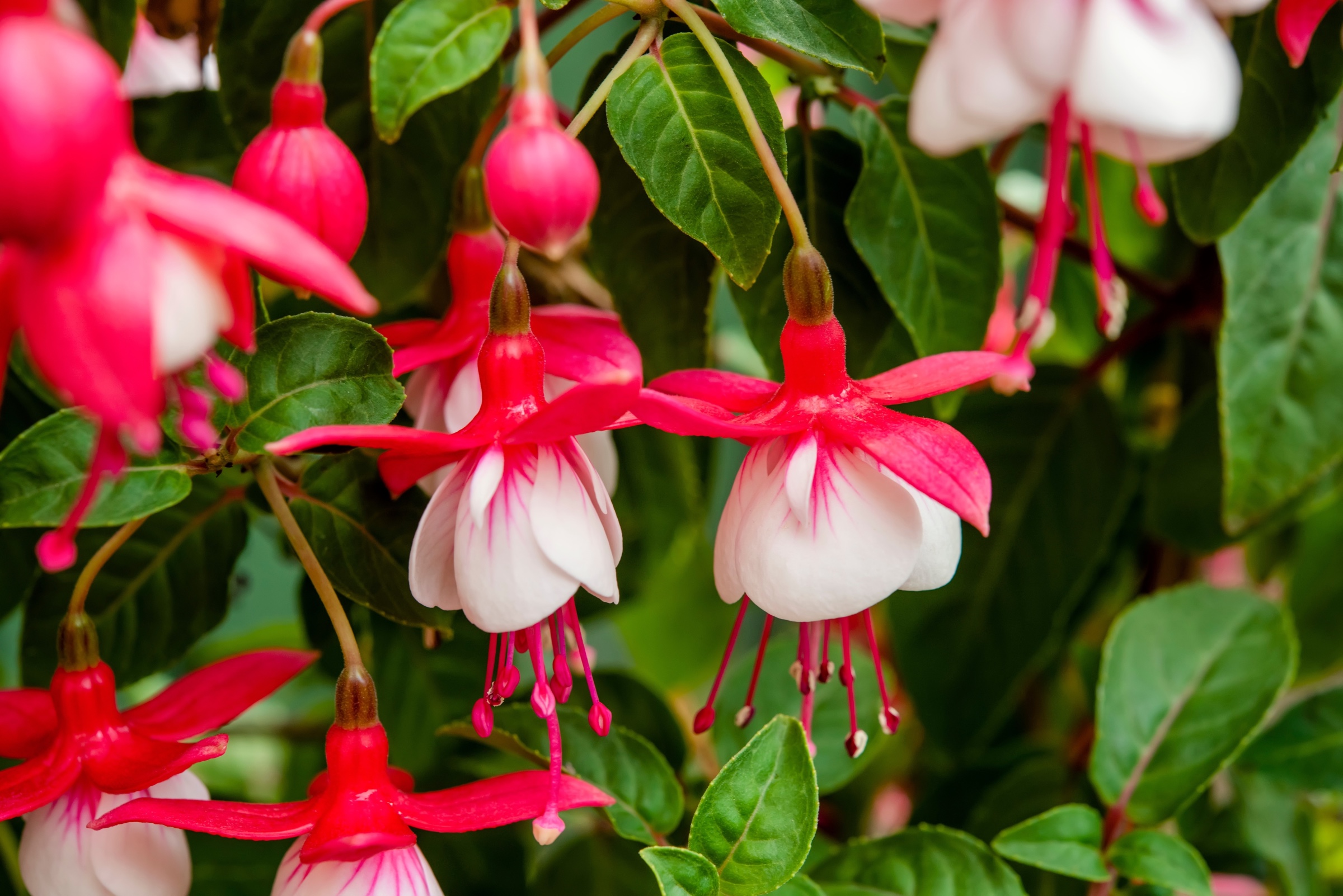 Close up of pink and white fuchsia flowers with a background of vibrant green leaves