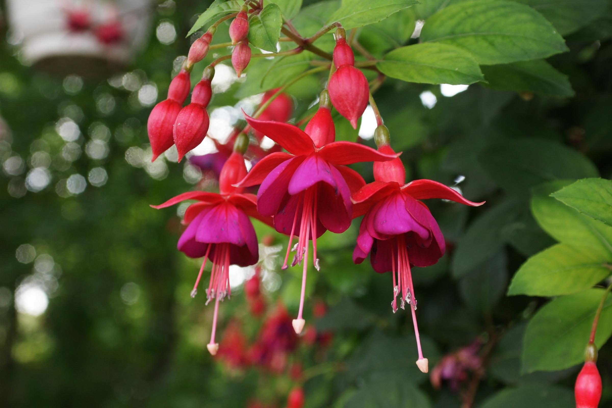 A delicate stem of fuchsia with a handful of bell shaped flowers in focus