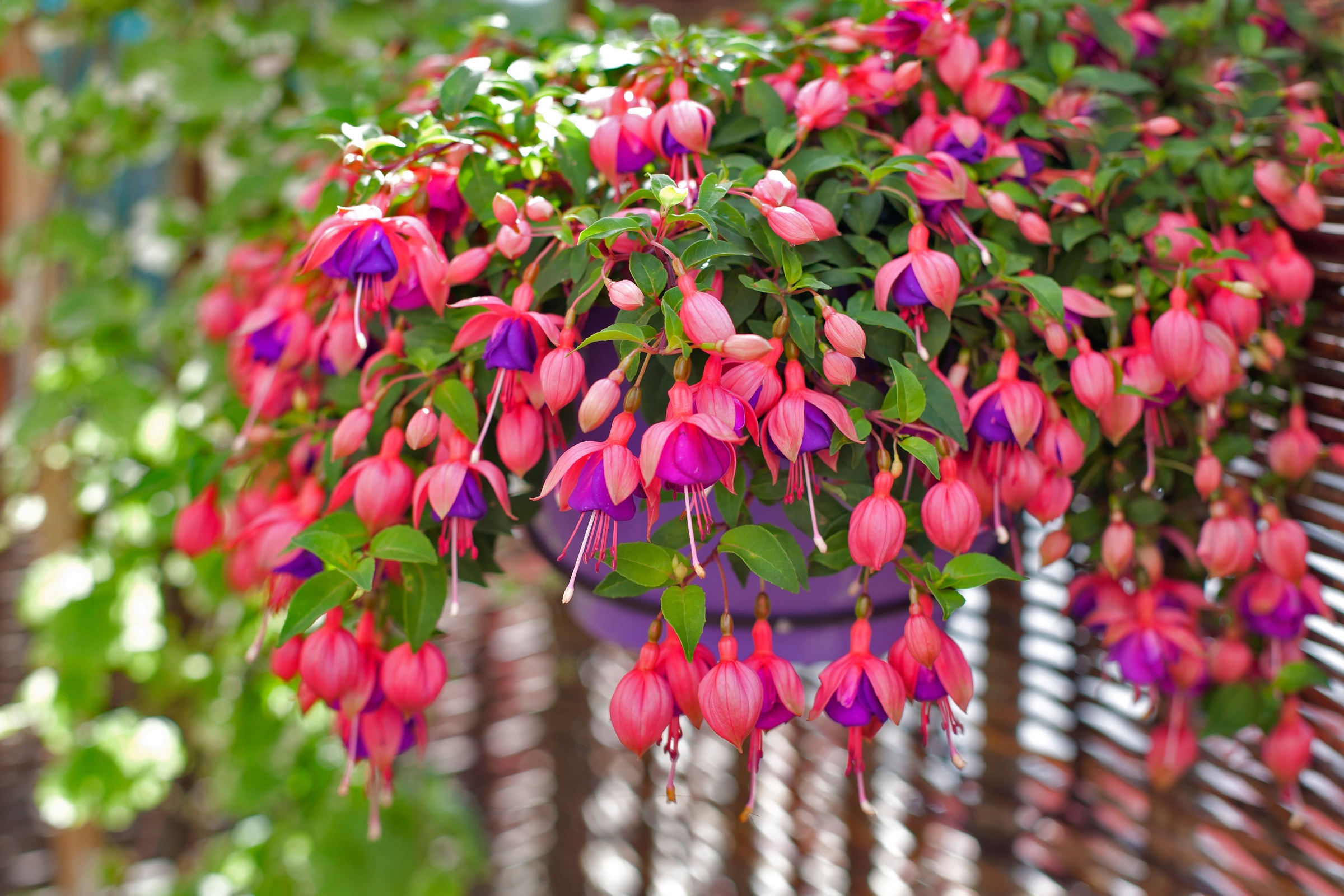 Red and purple fuchsia flowers sprawling out of a hanging basket. 