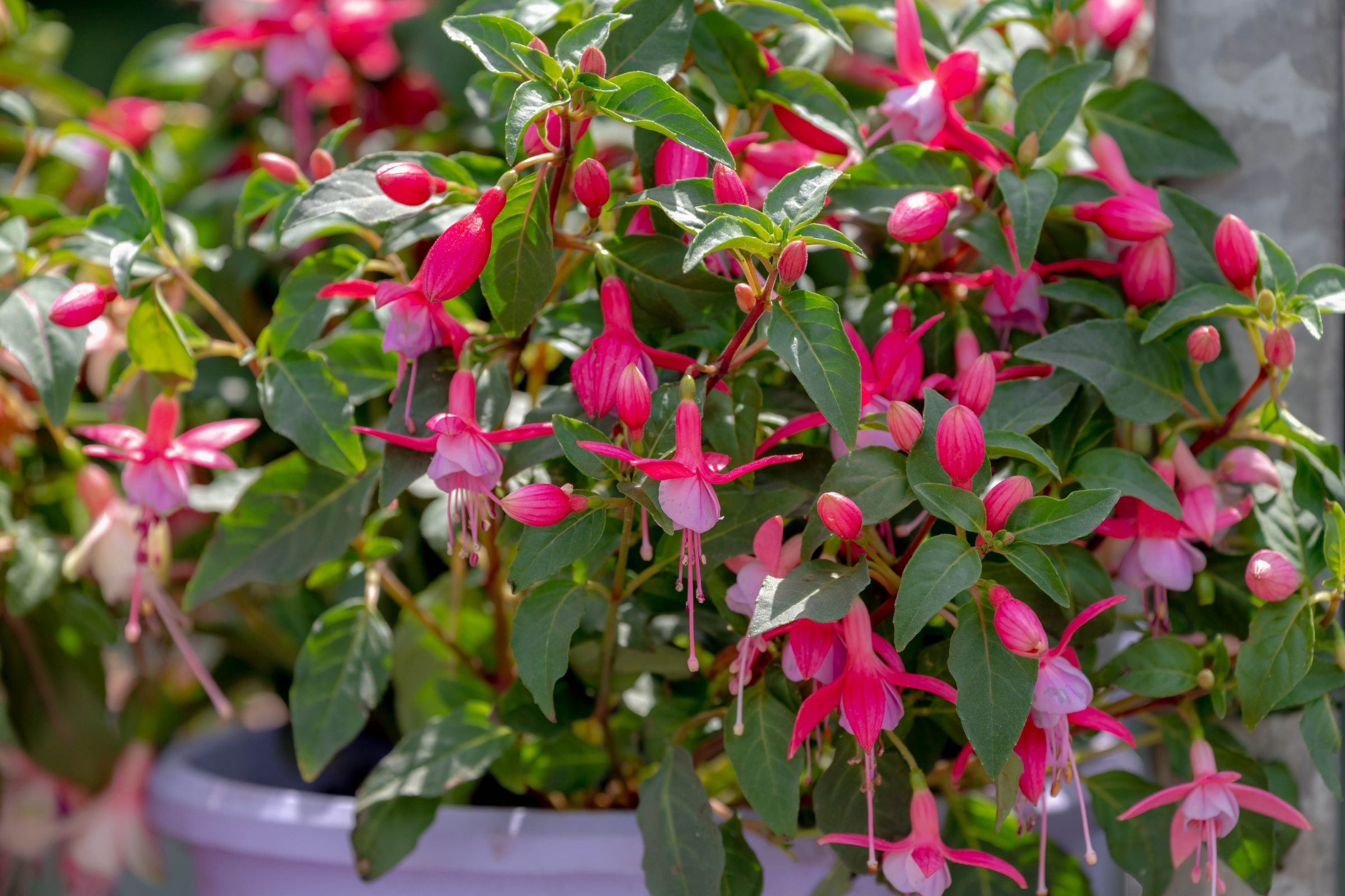 A medium sized plant pot with a large fuchsia plant growing from it, the flowers are pinks and white and the leaves a beautiful green