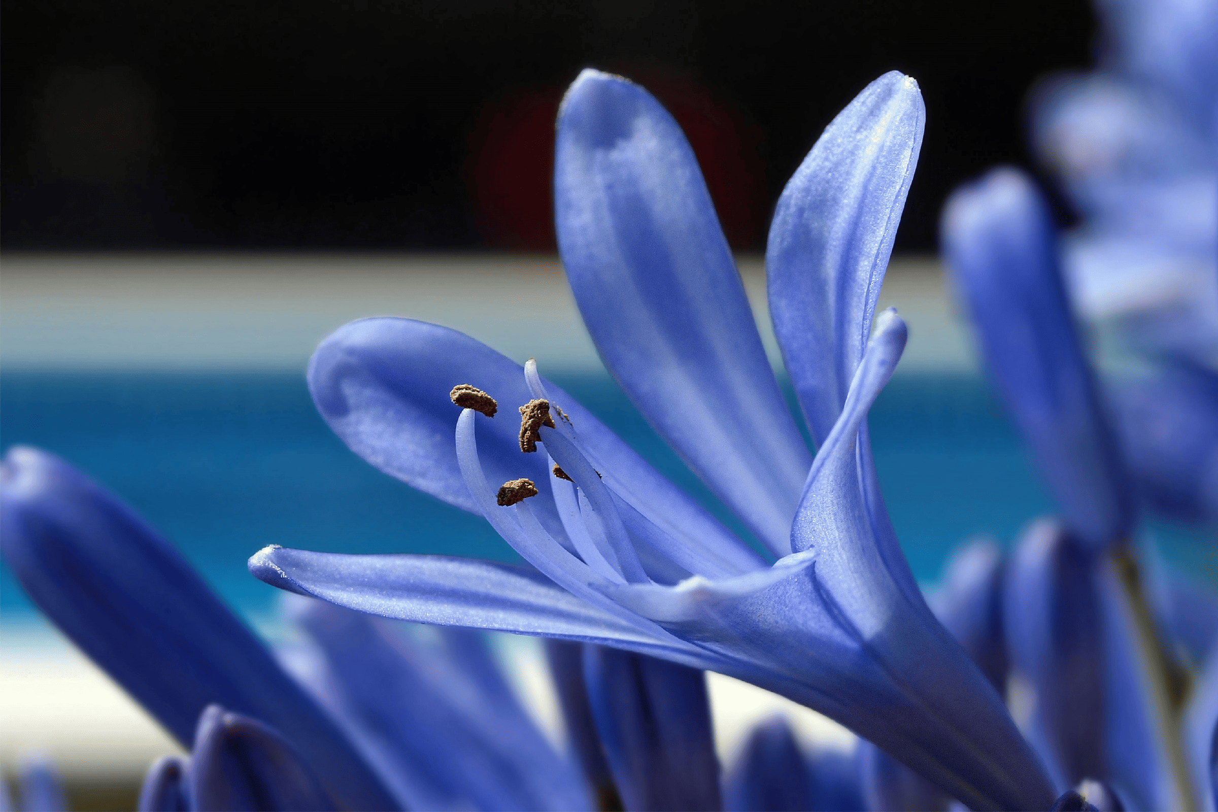 close up of a single blue lily with five open petals