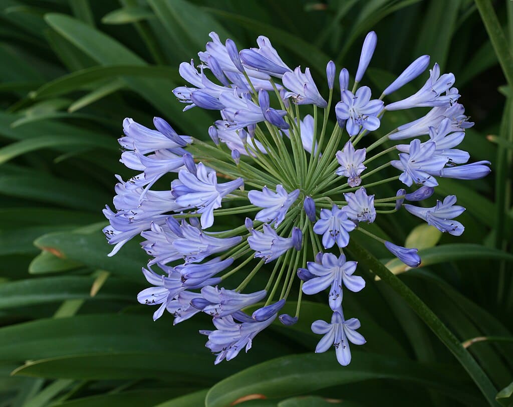 pale blue african blue lily flowers