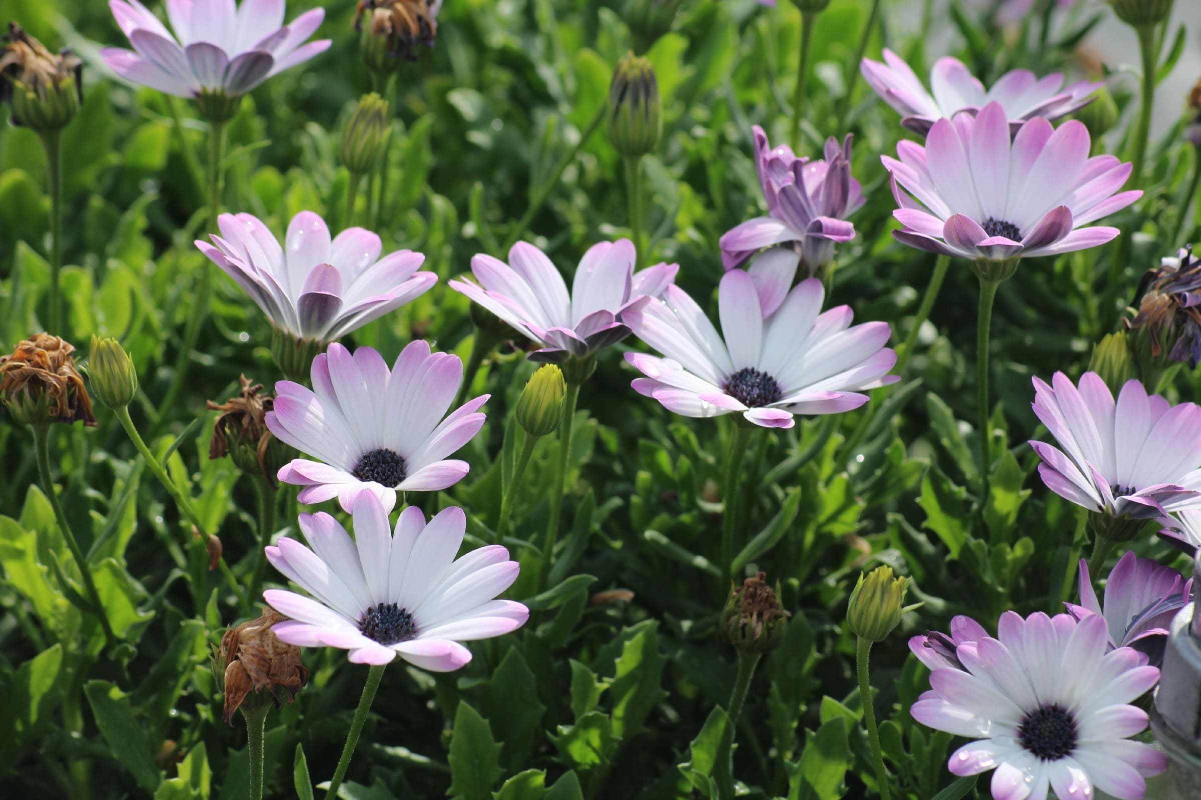 A handful of white African daisies with very pale pink ends of the petals growing in a sunny spot outdoors