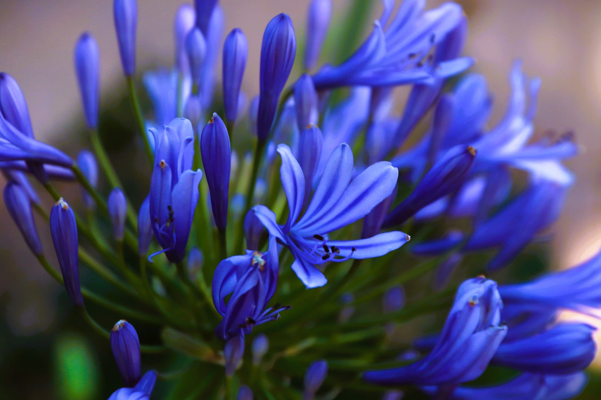 Close up of Agapanthus beautiful dark purple/blue flowers