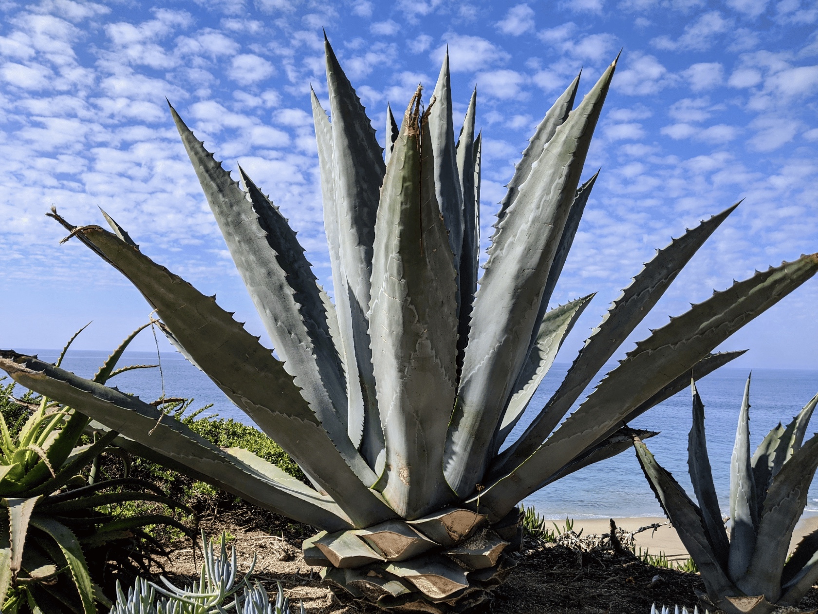 Beautiful agave plant at the forefront of the picture with the ocean in the background.