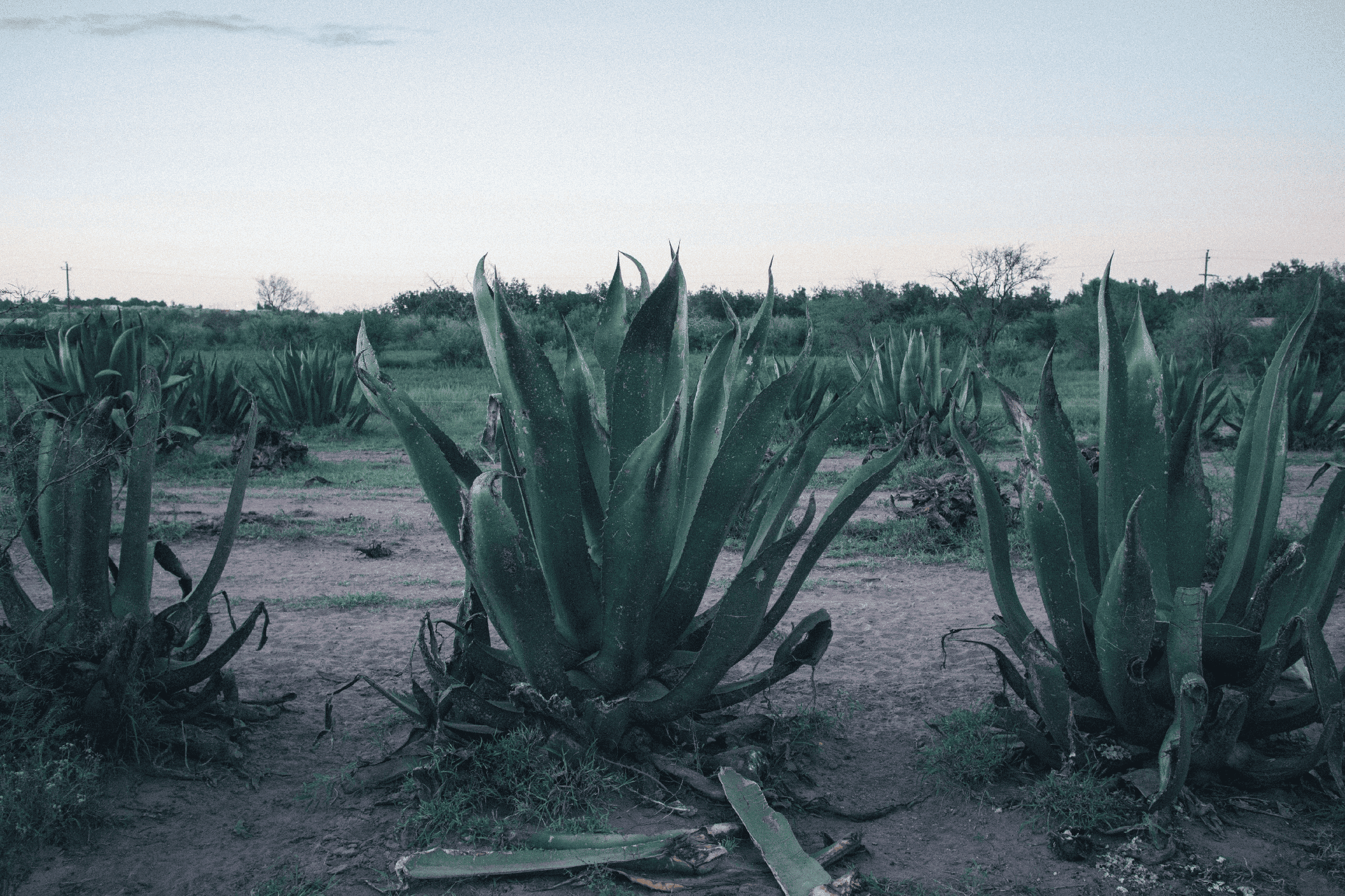 A group of agave plants in the desert, some of the leaves are damaged but their sheer size is beautiful