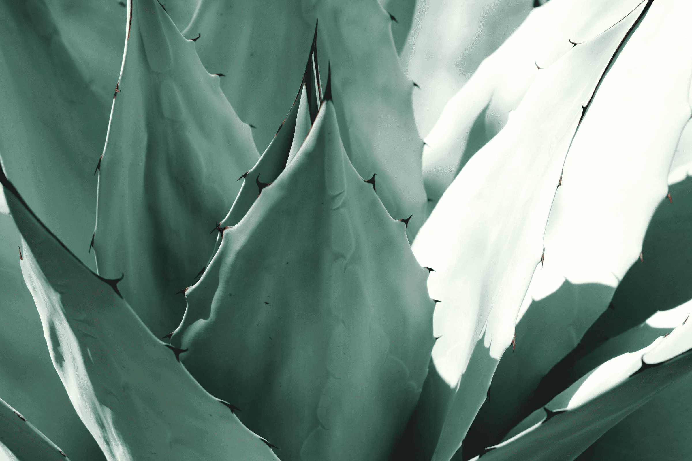 Close up of agave plant with a handful of large wide leaves each with lined with sharp spikes