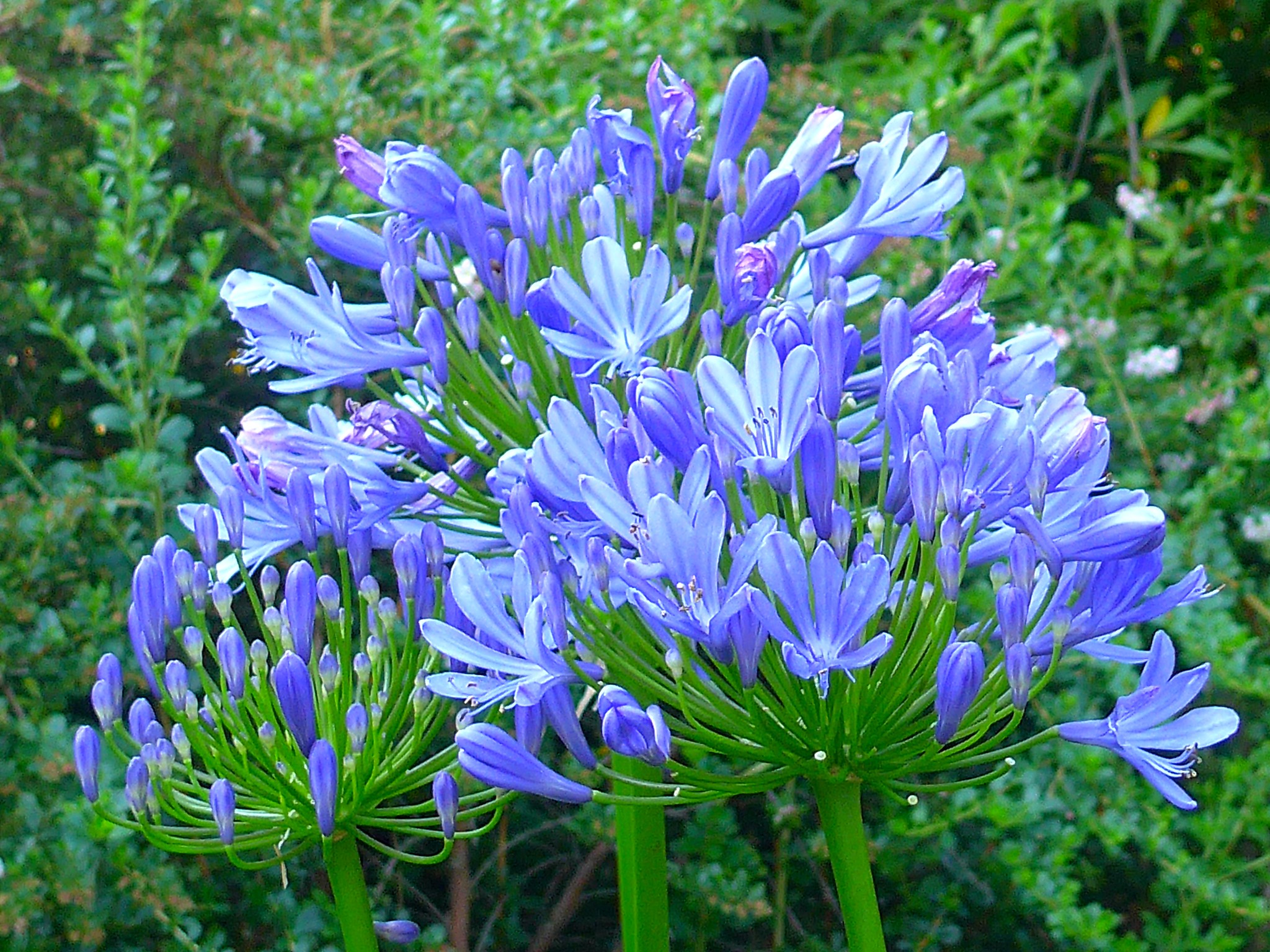 Three stems of blue lily plants with lots of delicate blue open flowers.