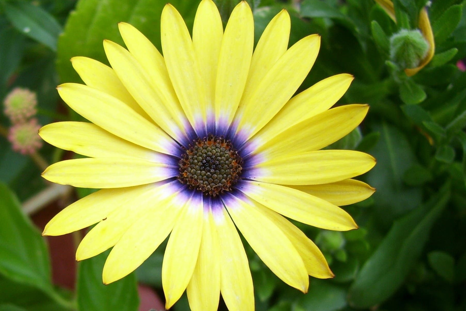 Close up of a bright yellow African daisy, the petals turn from yellow, to white, to purple towards the centre and the eye is a dark brown color.